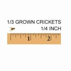 1/3 Grown, 1/4 Inch Feeder Crickets