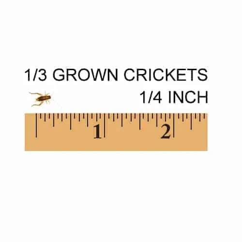 1/3 Grown, 1/4 Inch Feeder Crickets