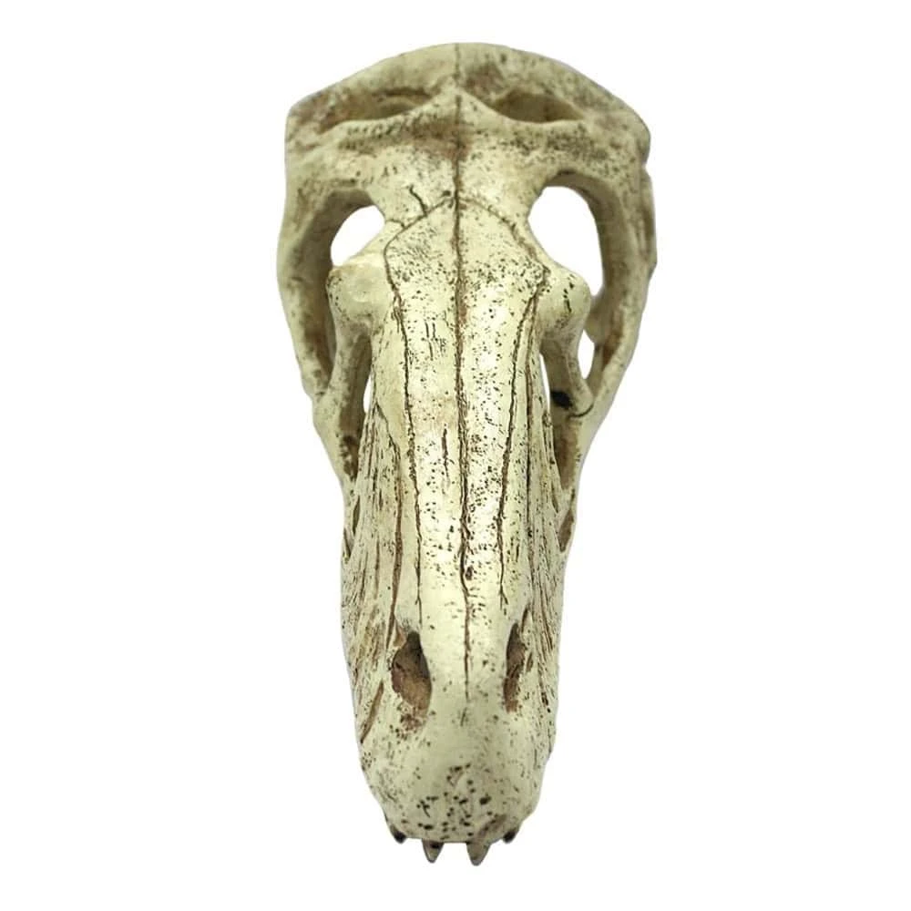 Komodo Raptor Skull Reptile Cave - Image 2