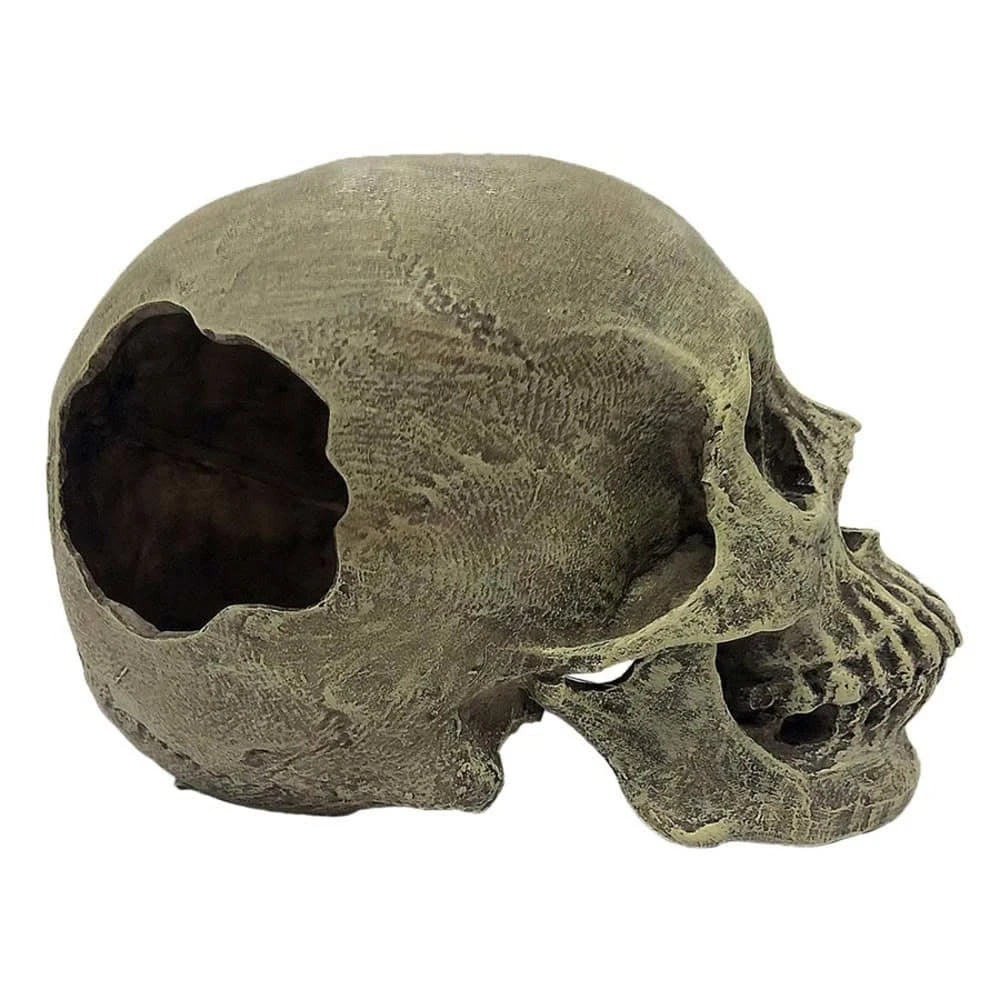 Komodo Full Human Skull Reptile Hideout
