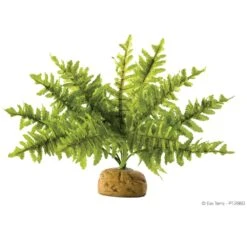 Exo Terra Rainforest Plant โ Boston Fern