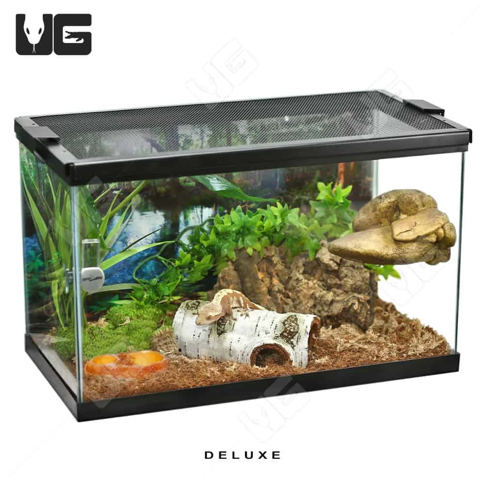 COMPLETE Baby New Caledonian Gecko Setup - Image 3