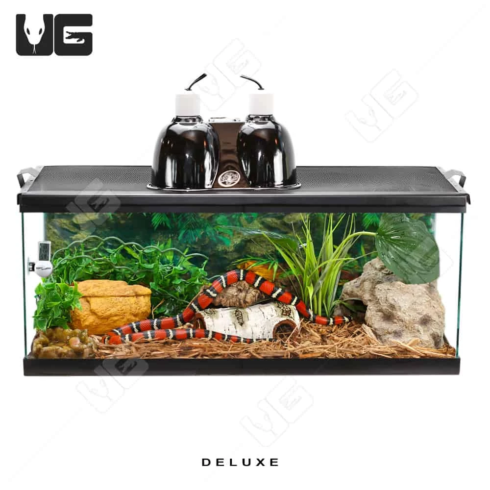 COMPLETE 20 Gallon Baby Corn/King/Milk/Rat Snake Setup - Image 3