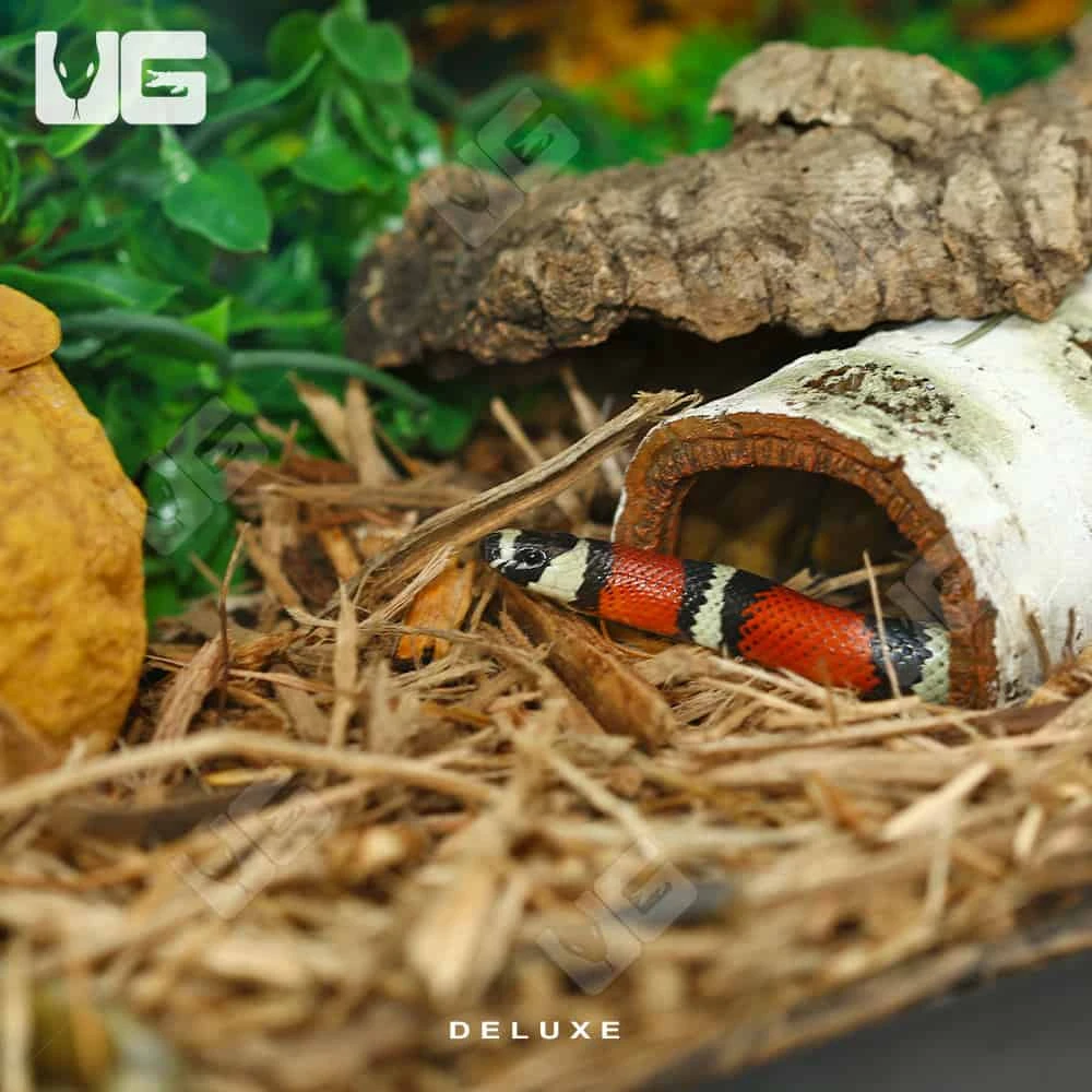 COMPLETE 20 Gallon Baby Corn/King/Milk/Rat Snake Setup - Image 4