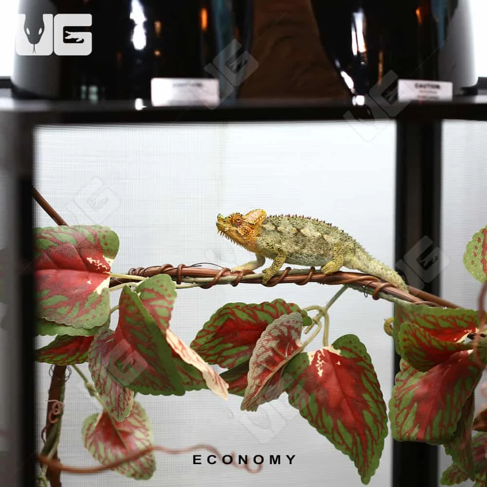 COMPLETE Chameleon Setup - Image 8