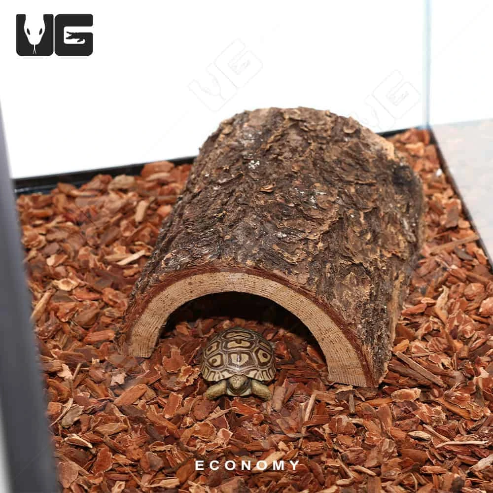 COMPLETE Baby Grassland Tortoise Setup - Image 8
