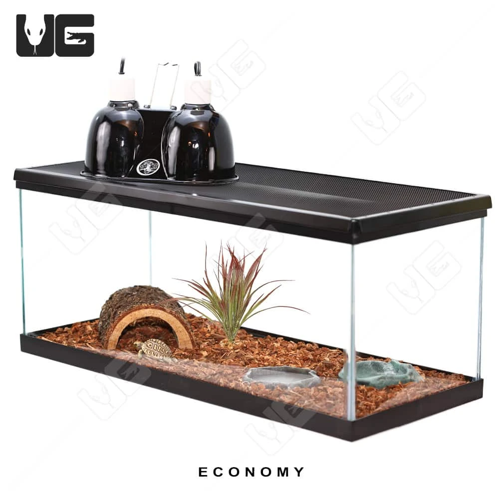 COMPLETE Baby Grassland Tortoise Setup - Image 6