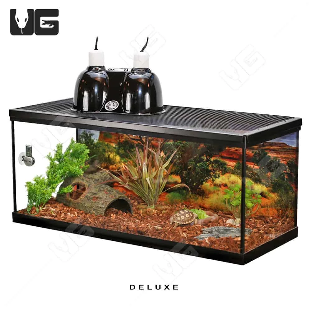 COMPLETE Baby Grassland Tortoise Setup - Image 3