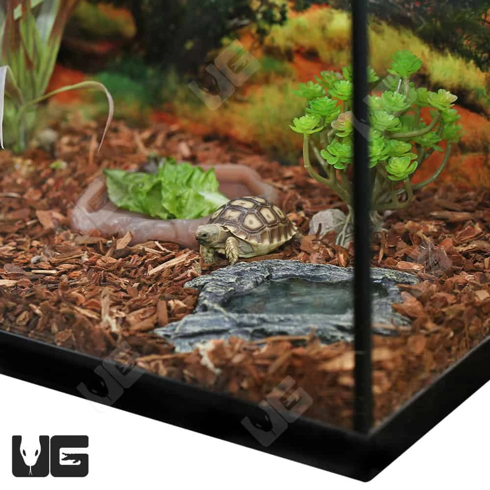 COMPLETE Baby Grassland Tortoise Setup - Image 9