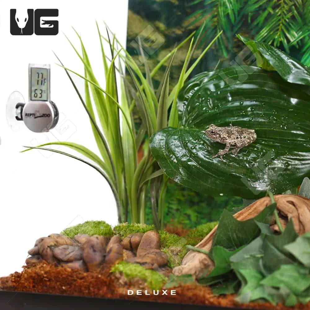 COMPLETE 10 Gallon Tree Frog Setup - Image 5