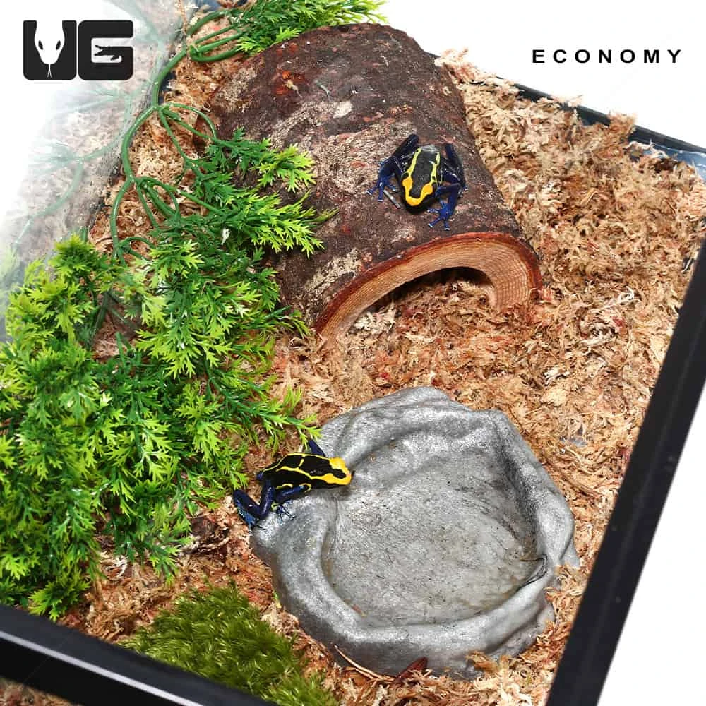 COMPLETE Dart Frog Setup - Image 8