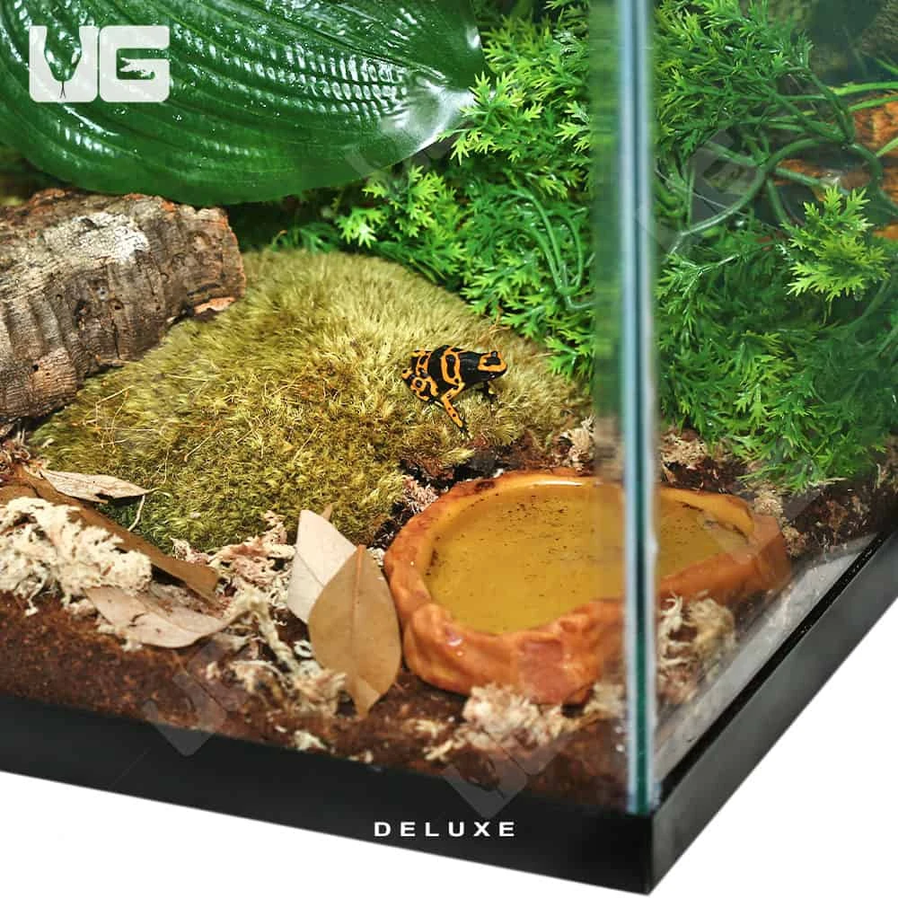 COMPLETE Dart Frog Setup - Image 4