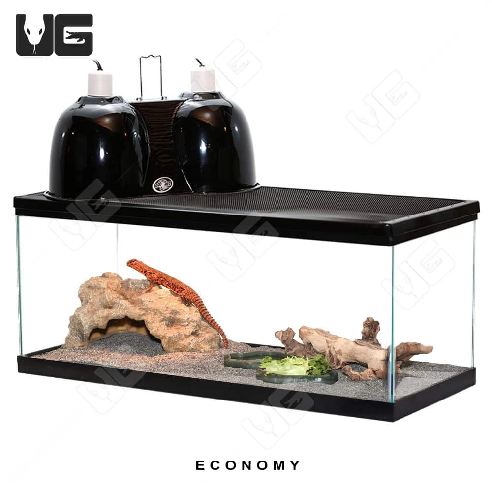 COMPLETE Uromastyx Setup - Image 4