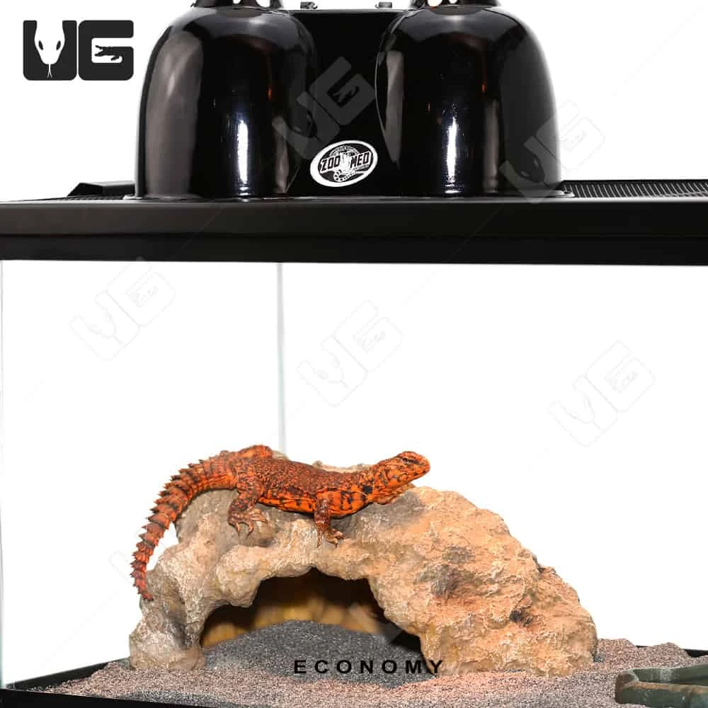 COMPLETE Uromastyx Setup - Image 5