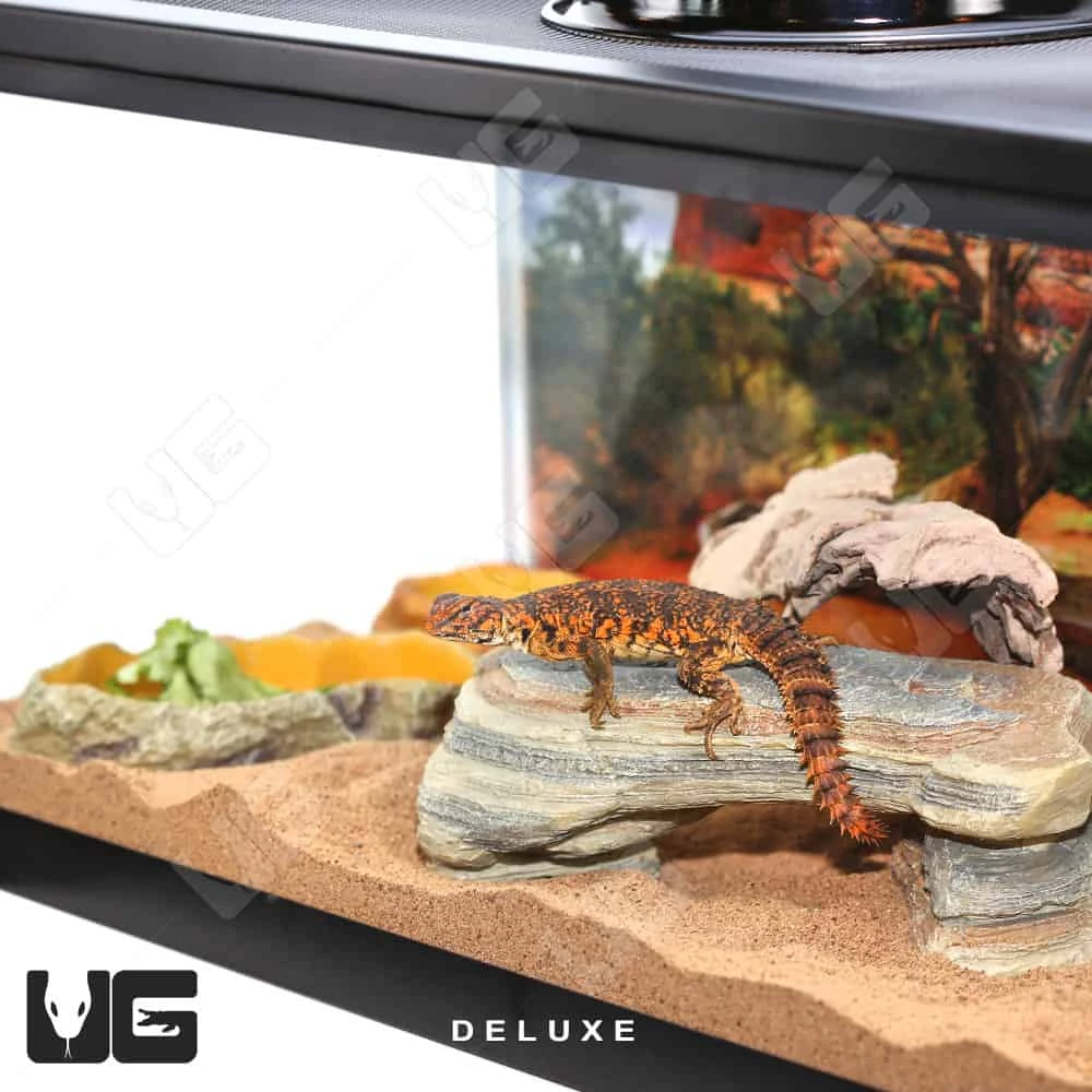 COMPLETE Uromastyx Setup - Image 9