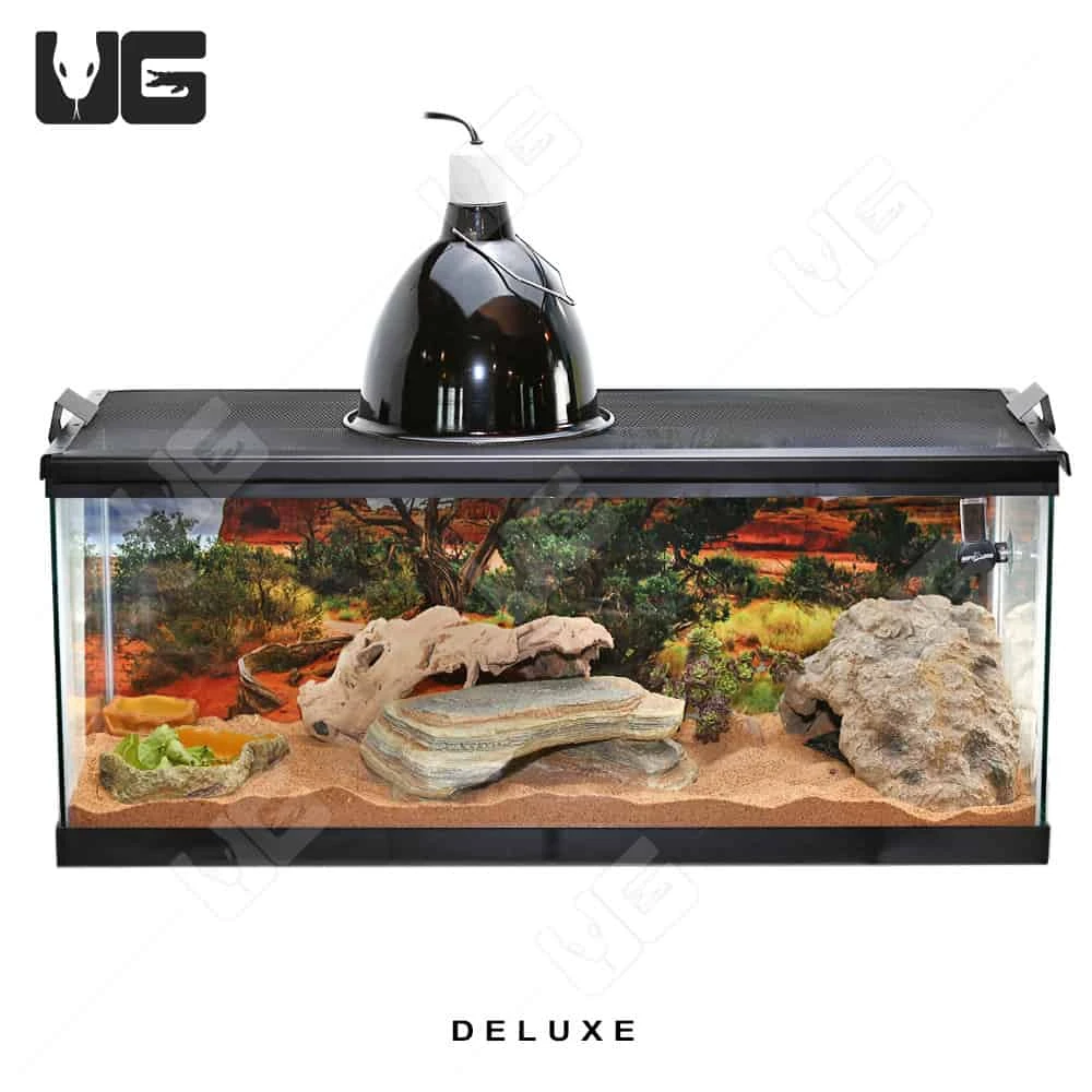 COMPLETE Uromastyx Setup - Image 7