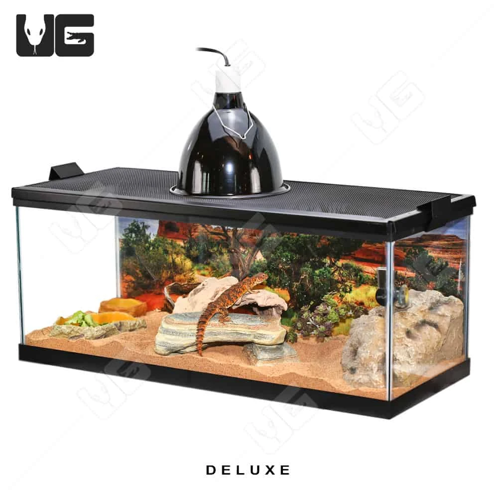 COMPLETE Uromastyx Setup - Image 8