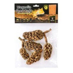 Galapagos Magnolia Seed Pods – 5 Pack