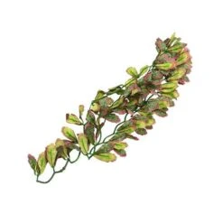 Reptizoo Marginatum Vine