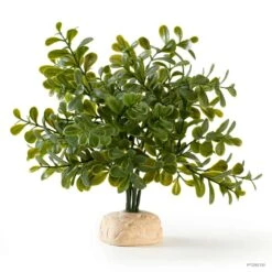Exo Tera Calcarea Boxwood Plant
