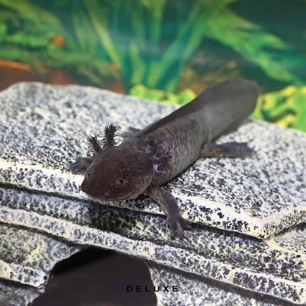 COMPLETE Axolotl Setup - Image 4