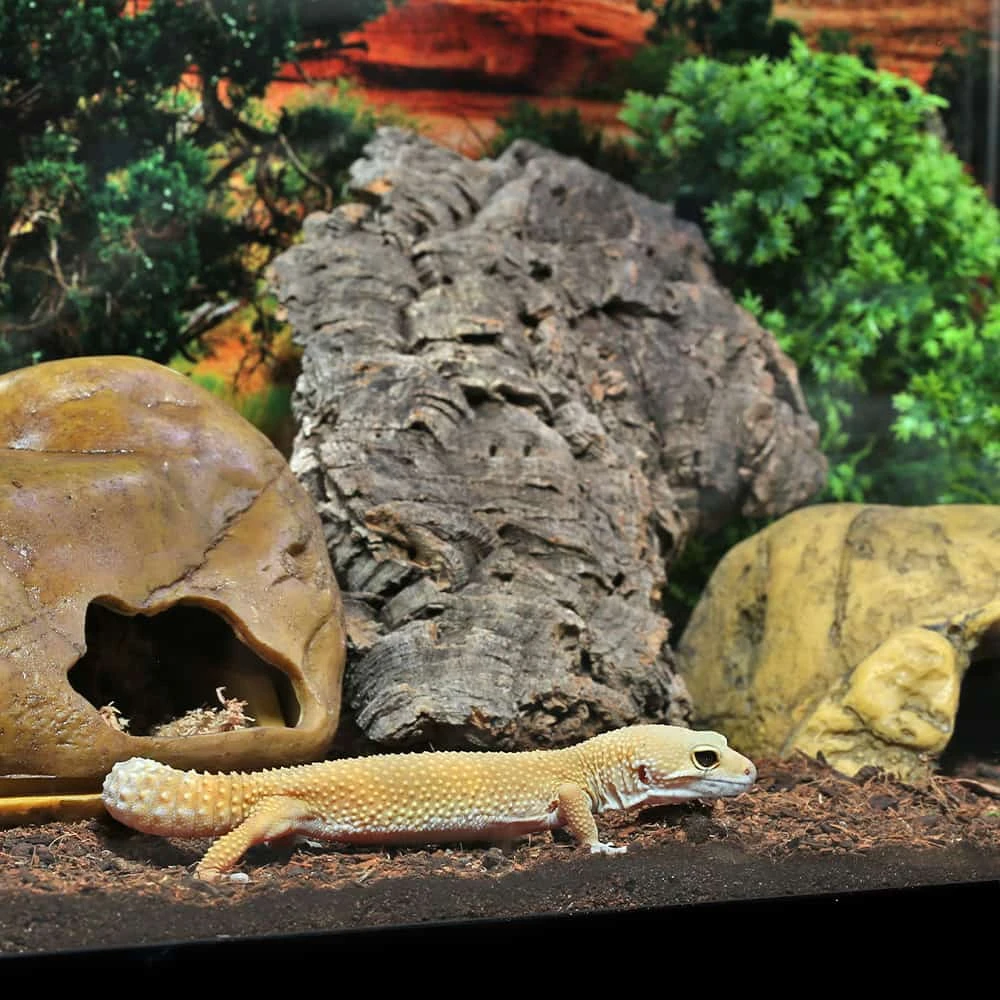 COMPLETE Leopard Gecko Setup - Image 5