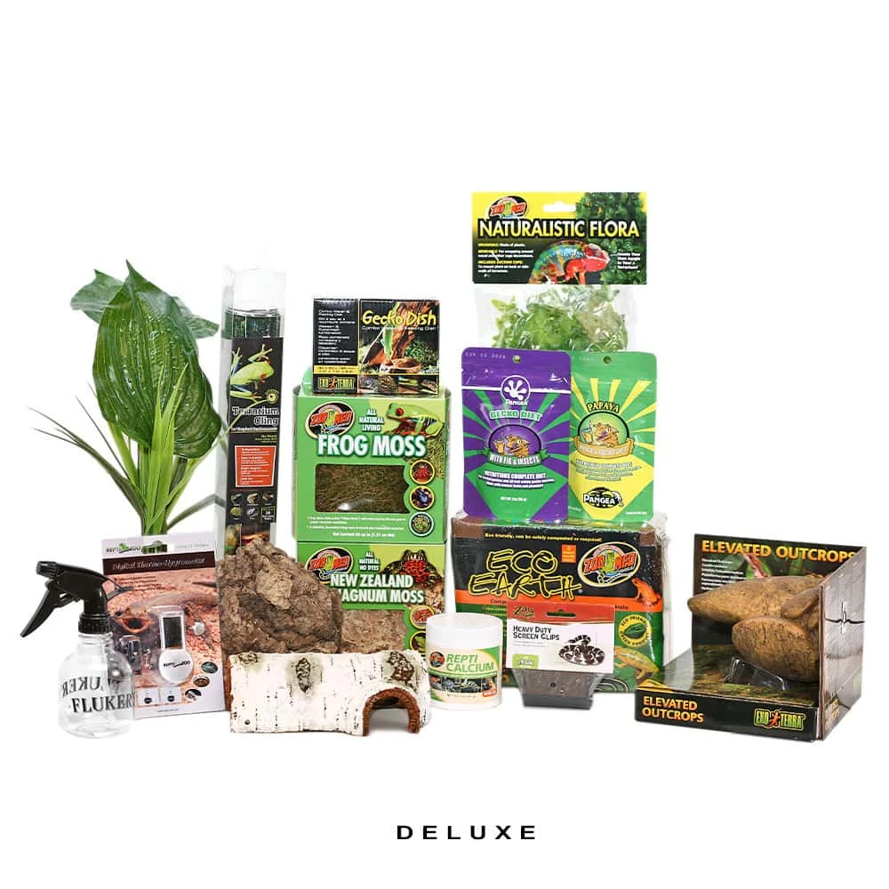 COMPLETE Baby New Caledonian Gecko Setup - Image 2