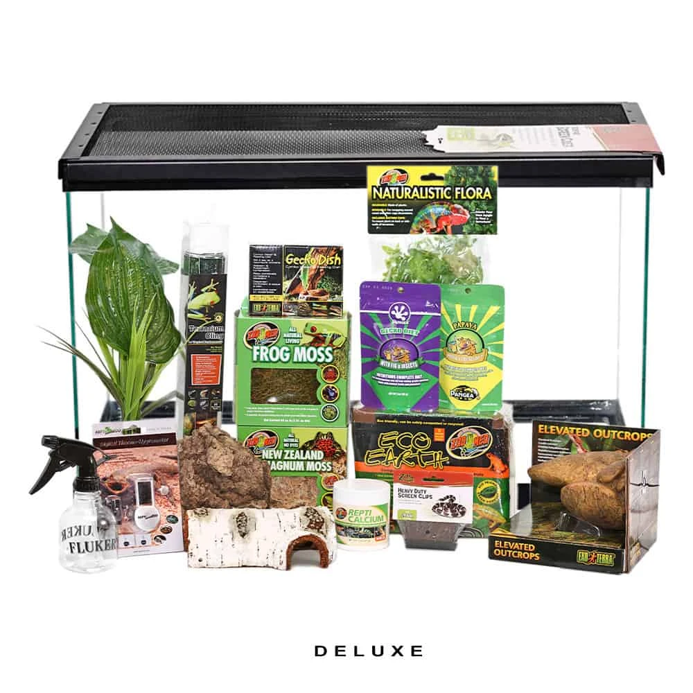 COMPLETE Baby New Caledonian Gecko Setup