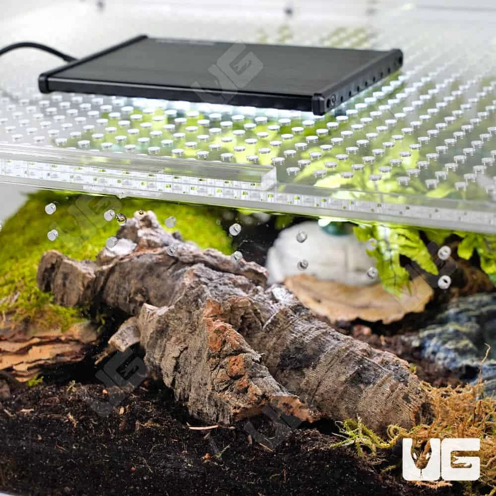 COMPLETE Forest Scorpion Setup - Image 4