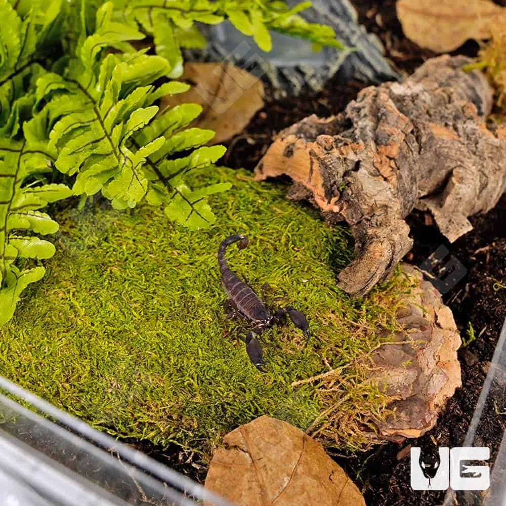 COMPLETE Forest Scorpion Setup - Image 5