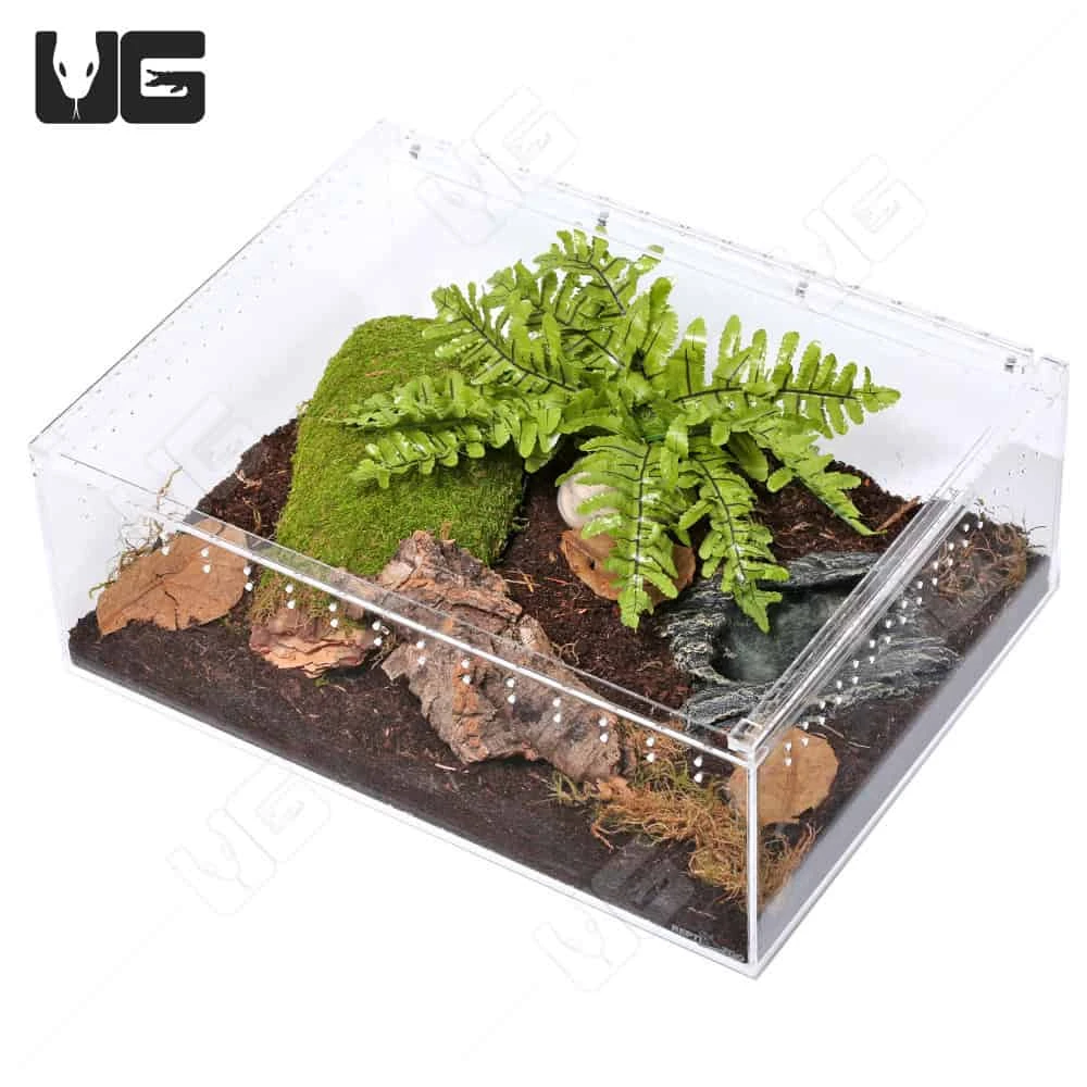 COMPLETE Forest Scorpion Setup - Image 2