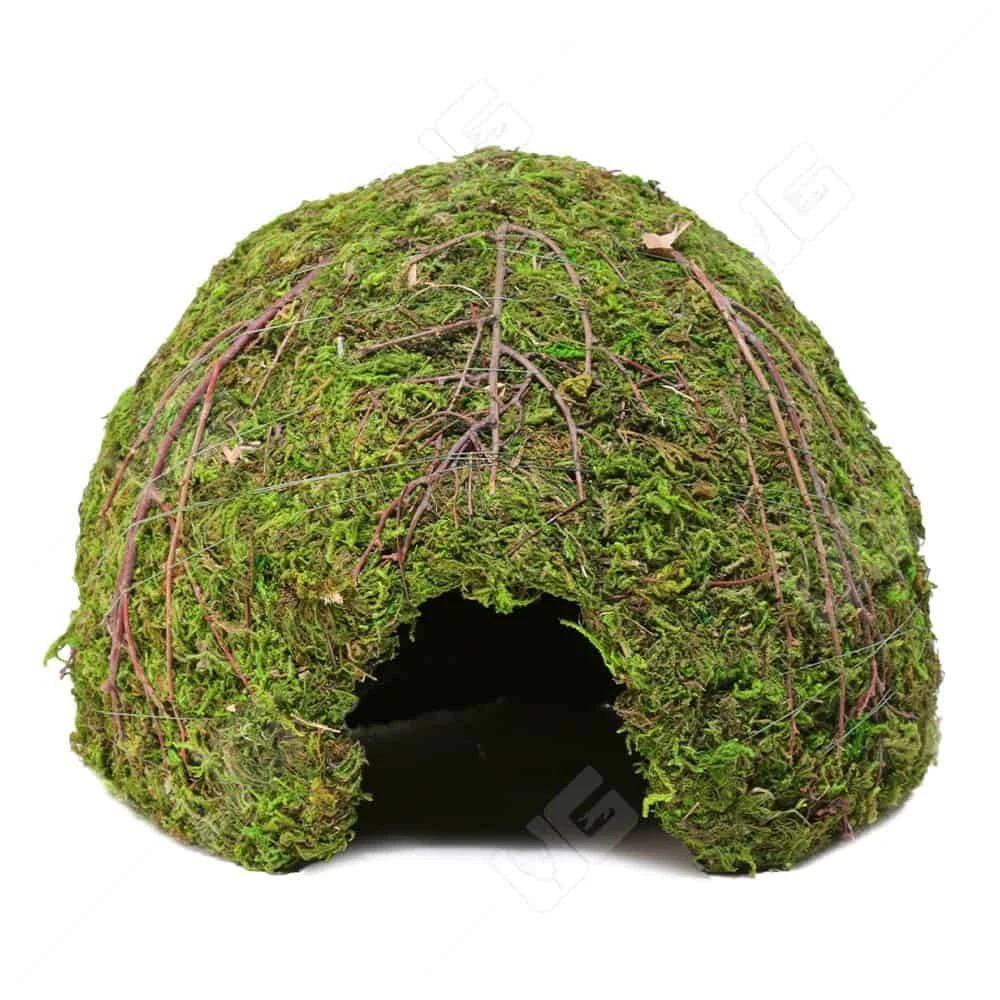 Galapagos Mossy Dome – 6″ Diameter