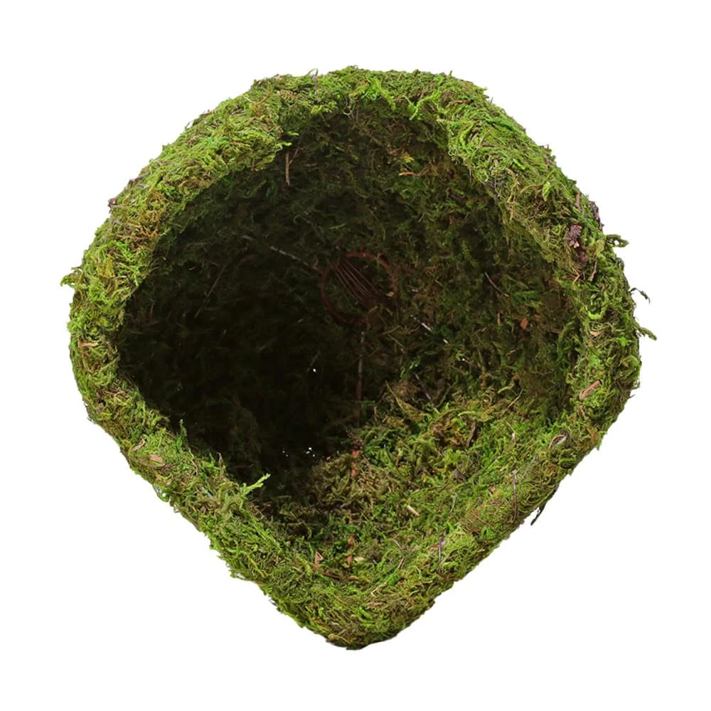 Galapagos Mossy Dome – 6″ Diameter - Image 2