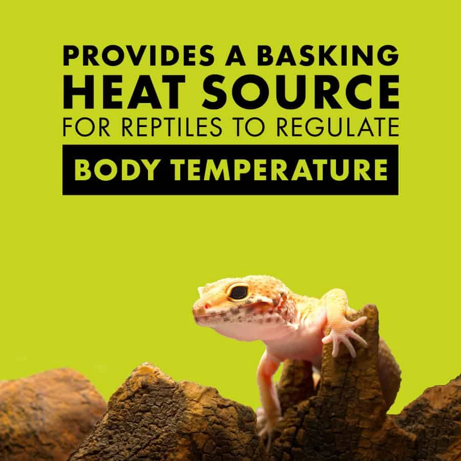 Zilla Day White Light Incandescent Spot - Image 4