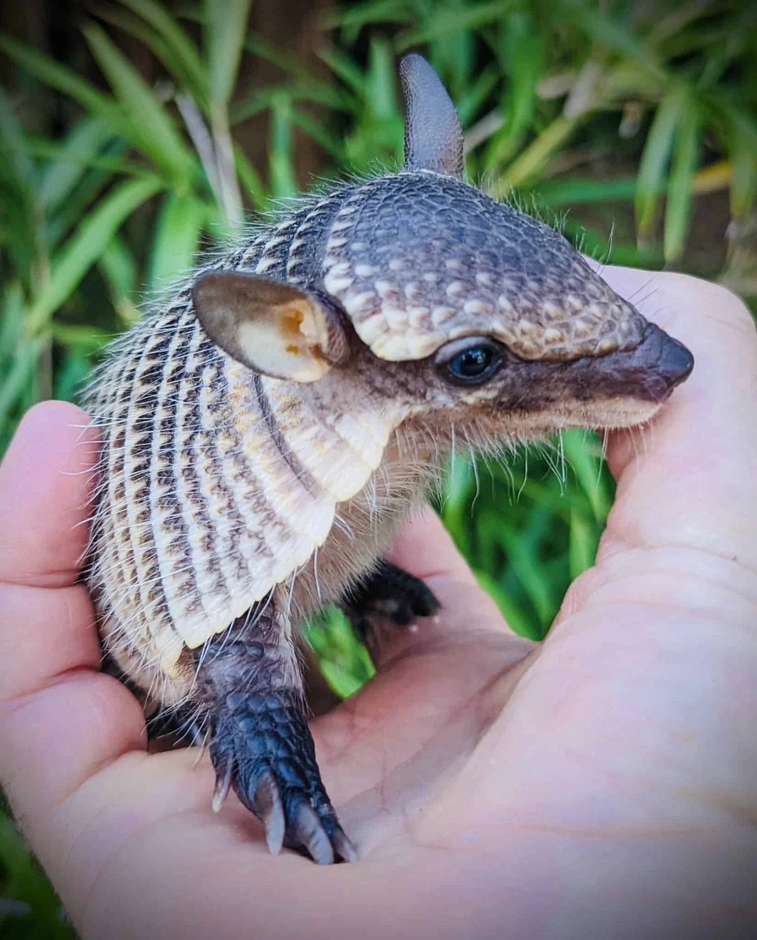 Baby Screaming Hairy Armadillo - Image 3