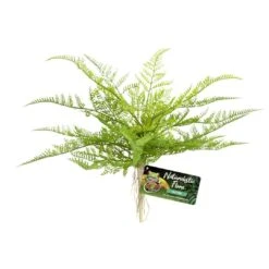 Zoo Med Lace Fern