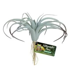 Zoo Med Tillandsia Air Plant