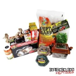 Frilled Dragon Setup