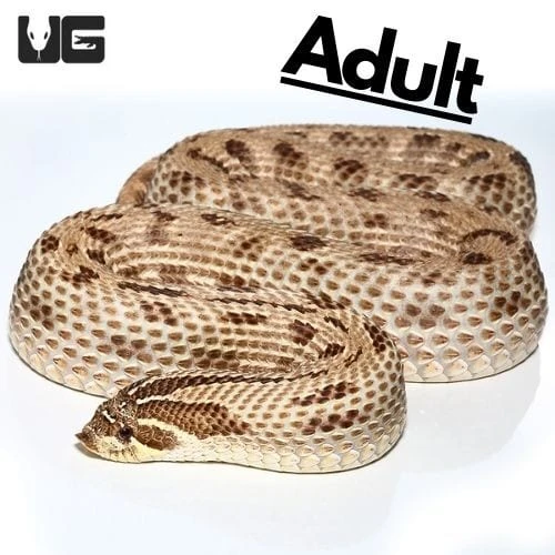Baby Albino “Mondo” Line Western Hognose Snake - Image 2