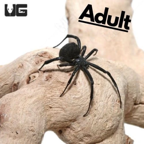 Mediterranean Black Widow Sling (.10-.25″) - Image 2