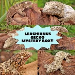 Baby Leachianus Gecko Mystery Box