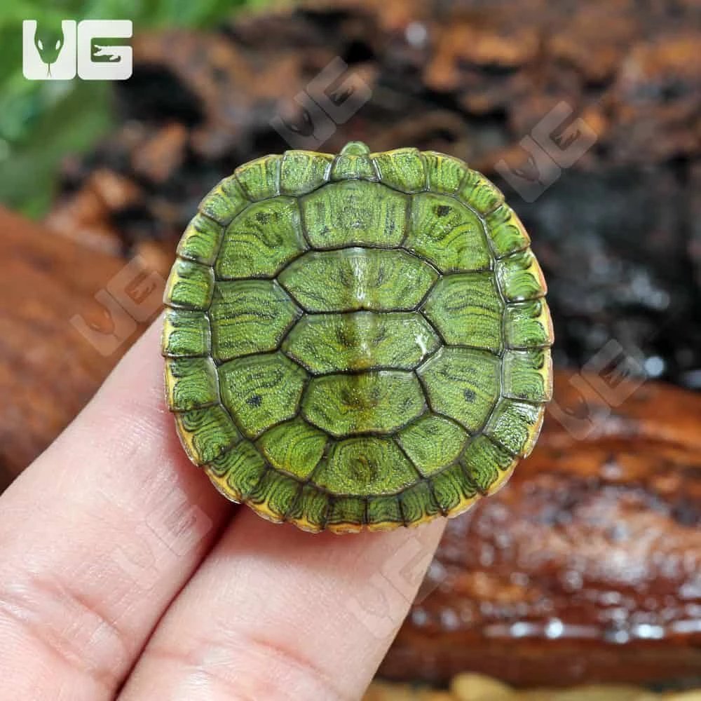 Baby Red Ear Slider Turtle - Image 3