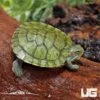Baby Red Ear Slider Turtle