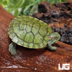 Baby Red Ear Slider Turtle