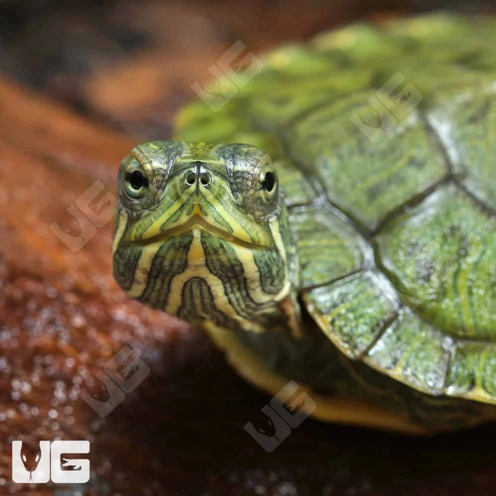 Baby Red Ear Slider Turtle - Image 2