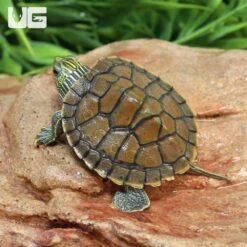 Baby Geographic Map Turtle (Split Scute)