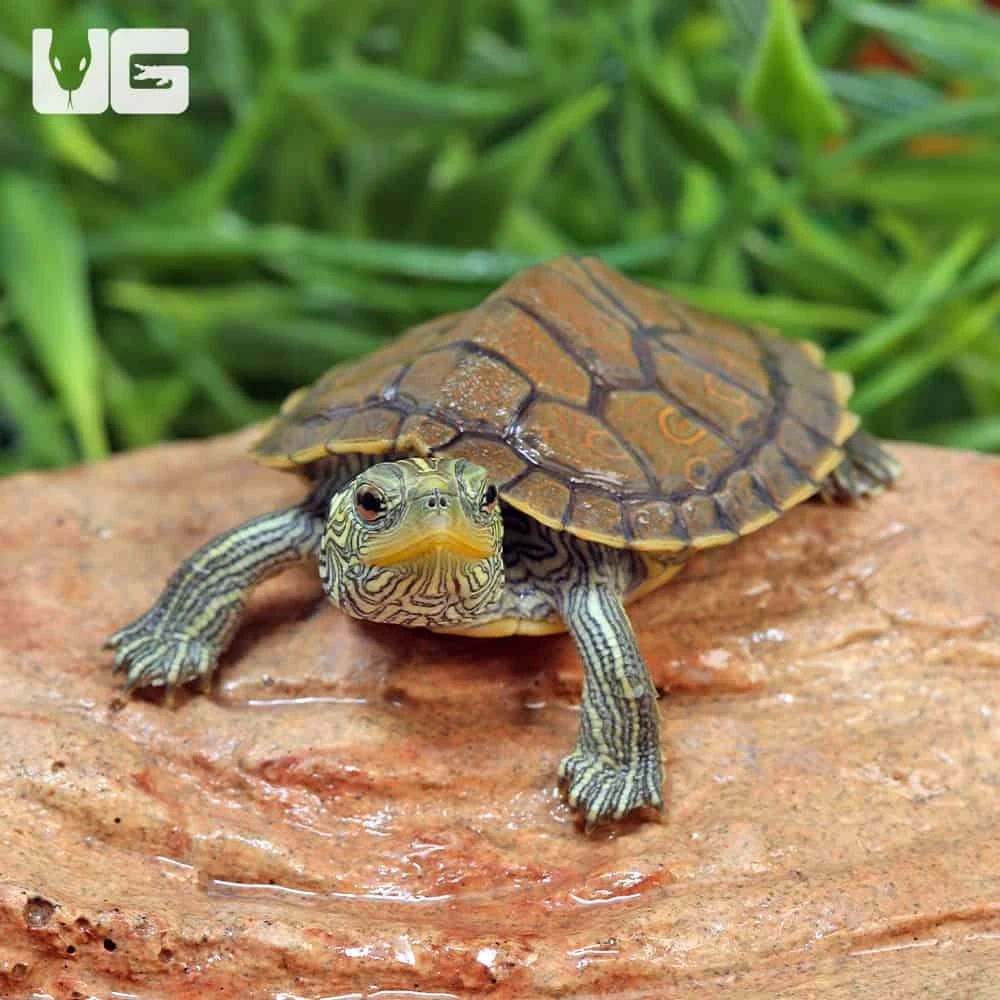 Baby Geographic Map Turtle (Split Scute) - Image 2
