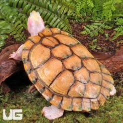 Sub Adult Caramel Pink Red Ear Slider Turtle