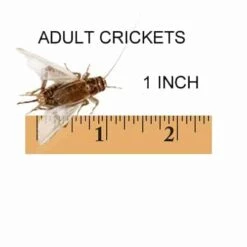 1 Inch, Adult Feeder Crickets