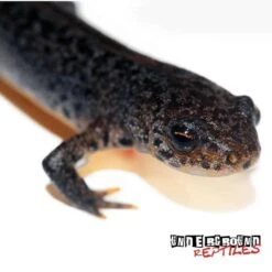 Italian Alpine Newt
